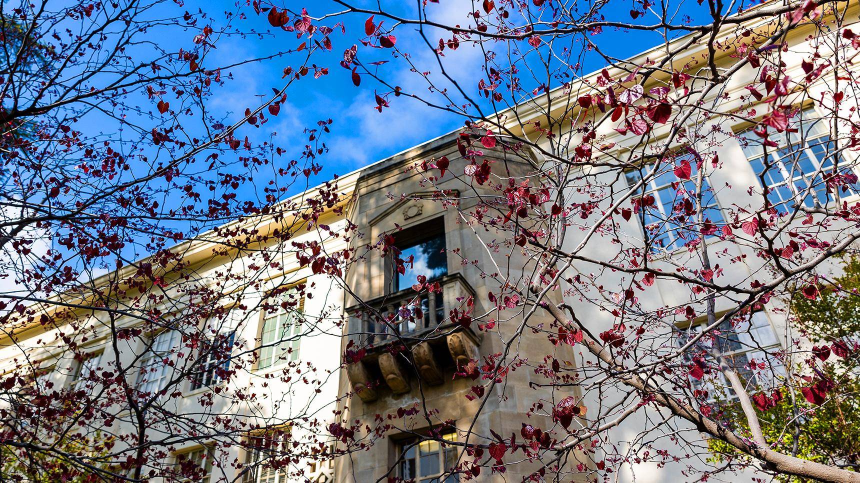 a tree with red leaves on it