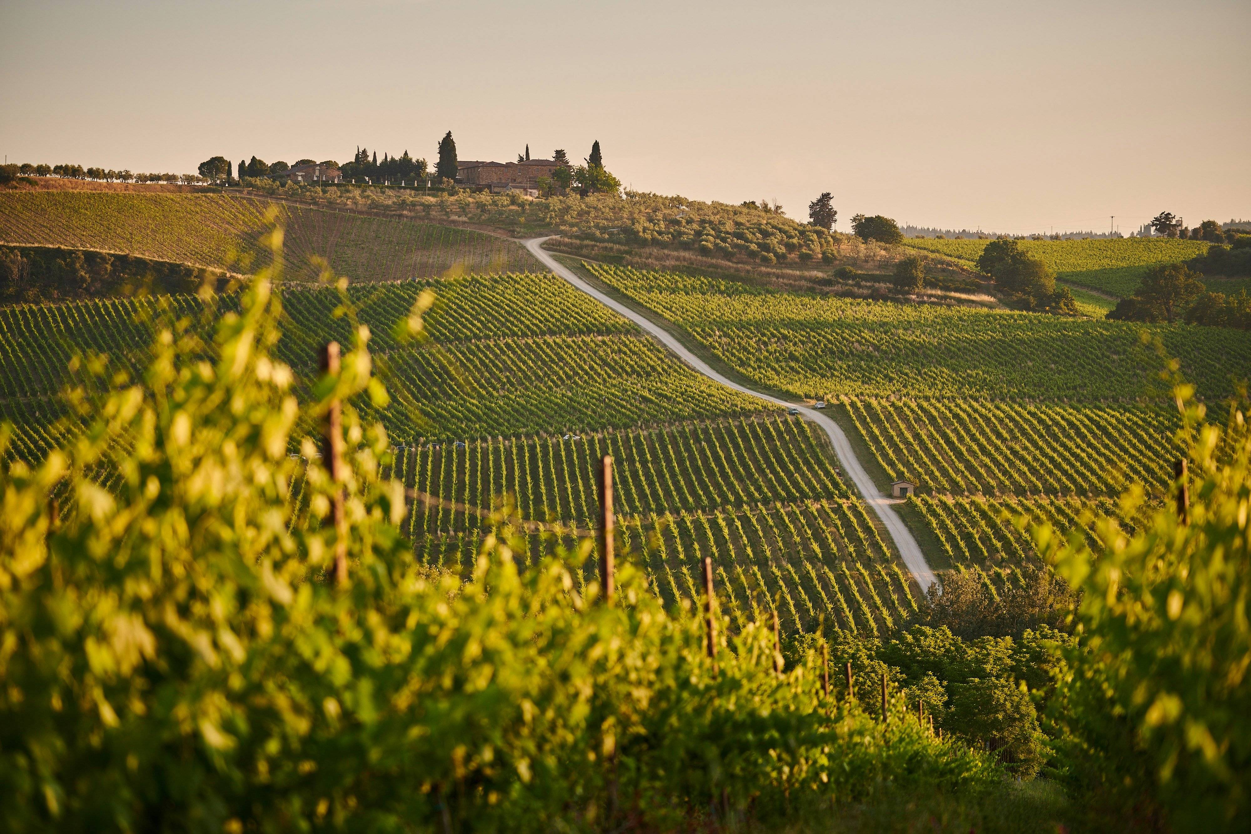 a road leading to a vineyard