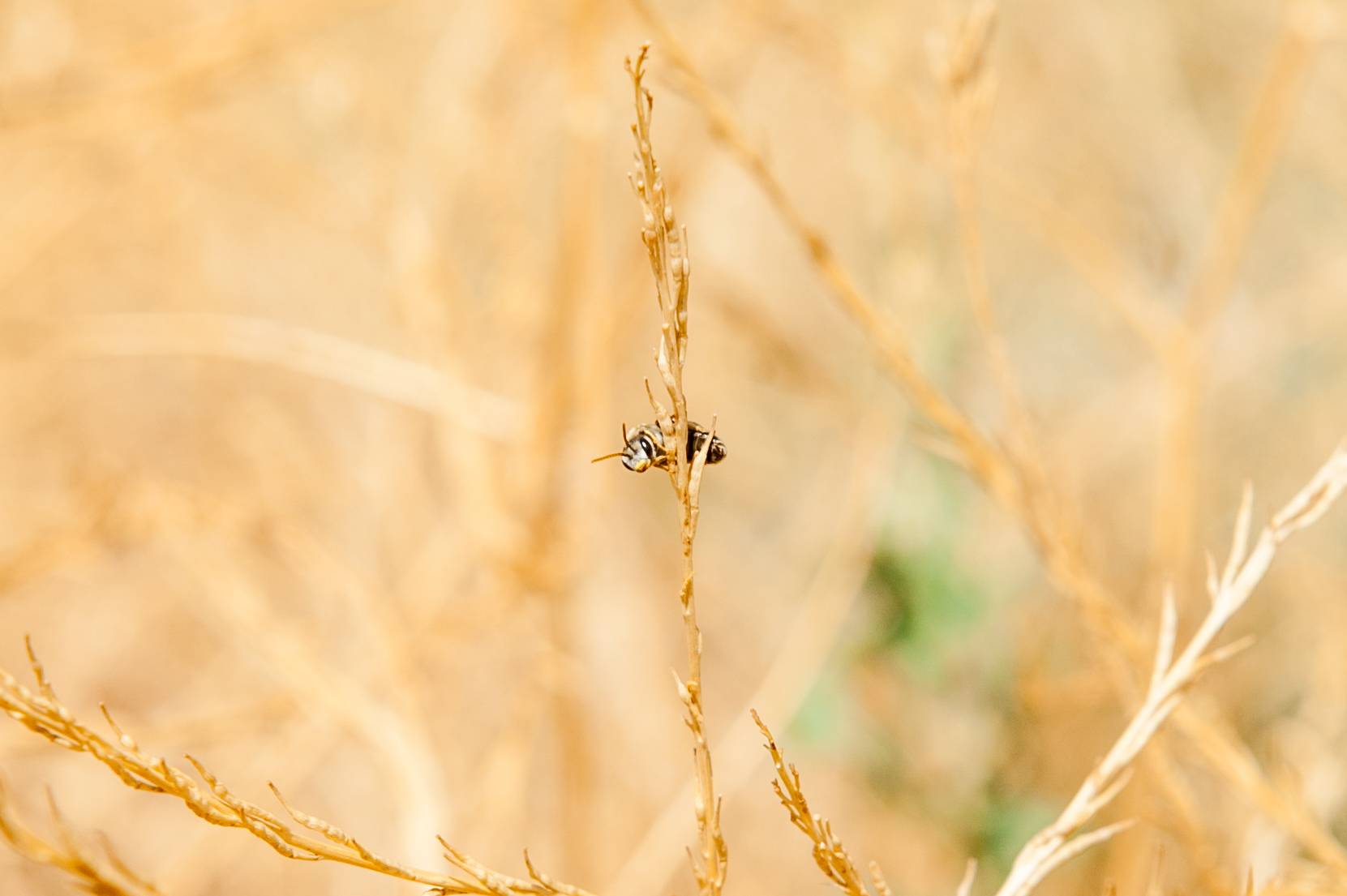 a bee on a branch