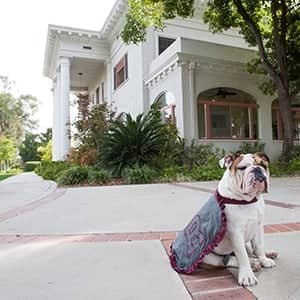 a dog sitting on the sidewalk