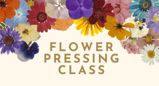 a group of colorful flowers