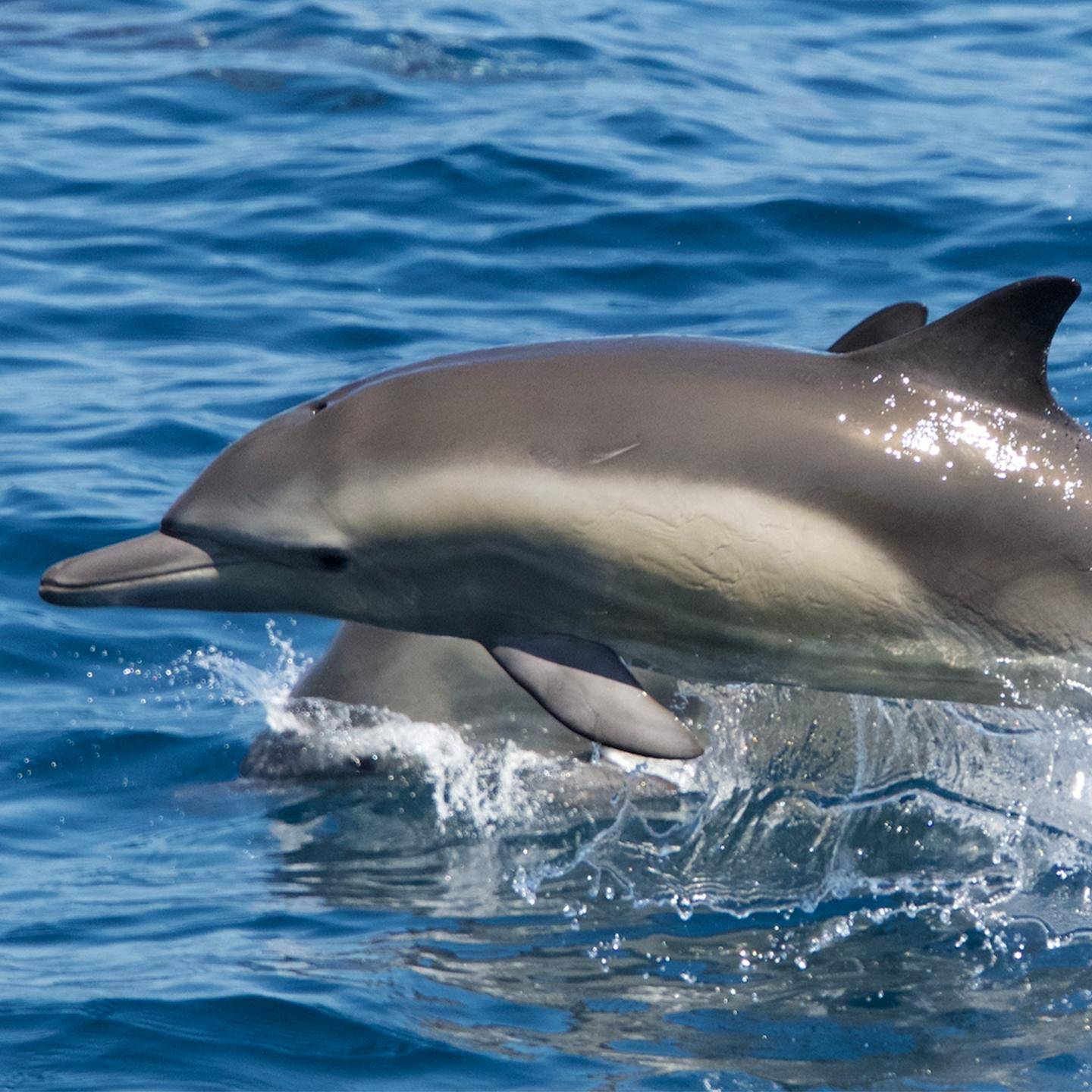 a dolphin jumping out of the water