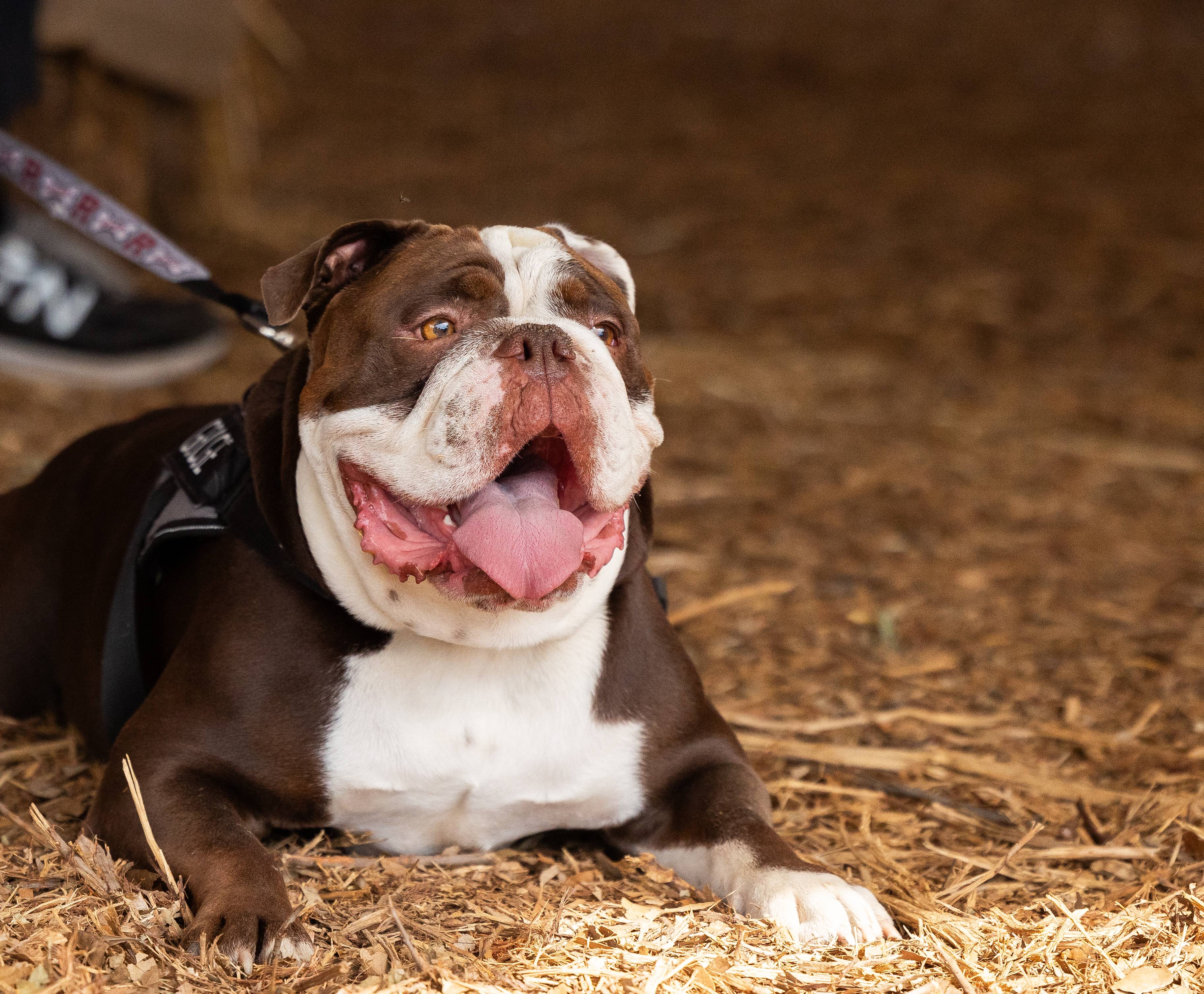 a dog lying on the ground