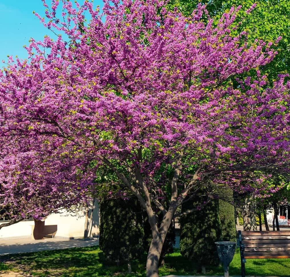 a tree with purple flowers