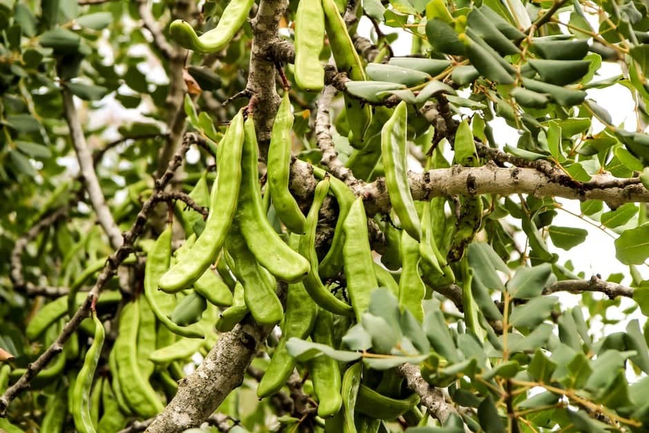 a tree with green pods