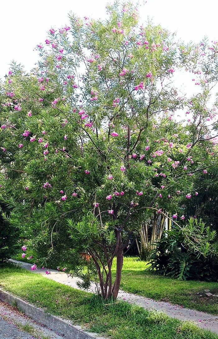 a tree with pink flowers