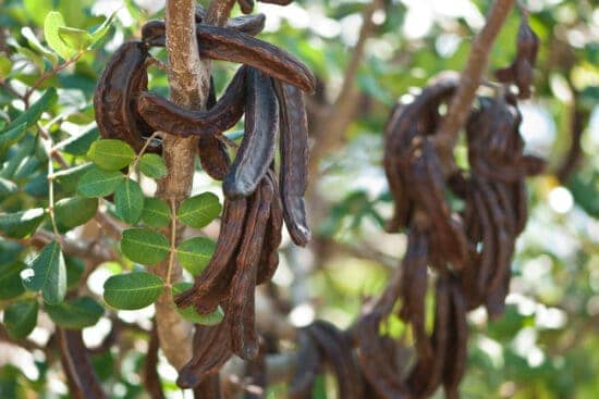 a close-up of a plant