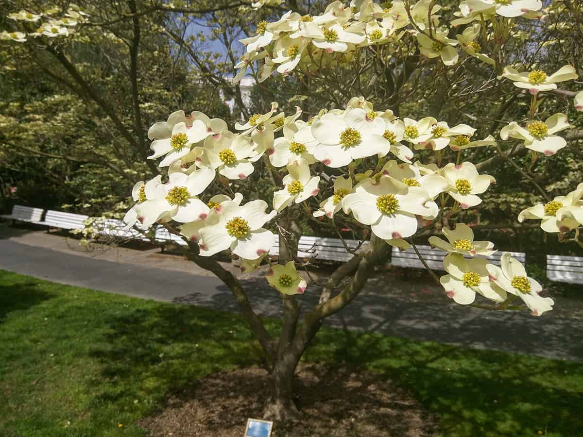 a tree with white flowers