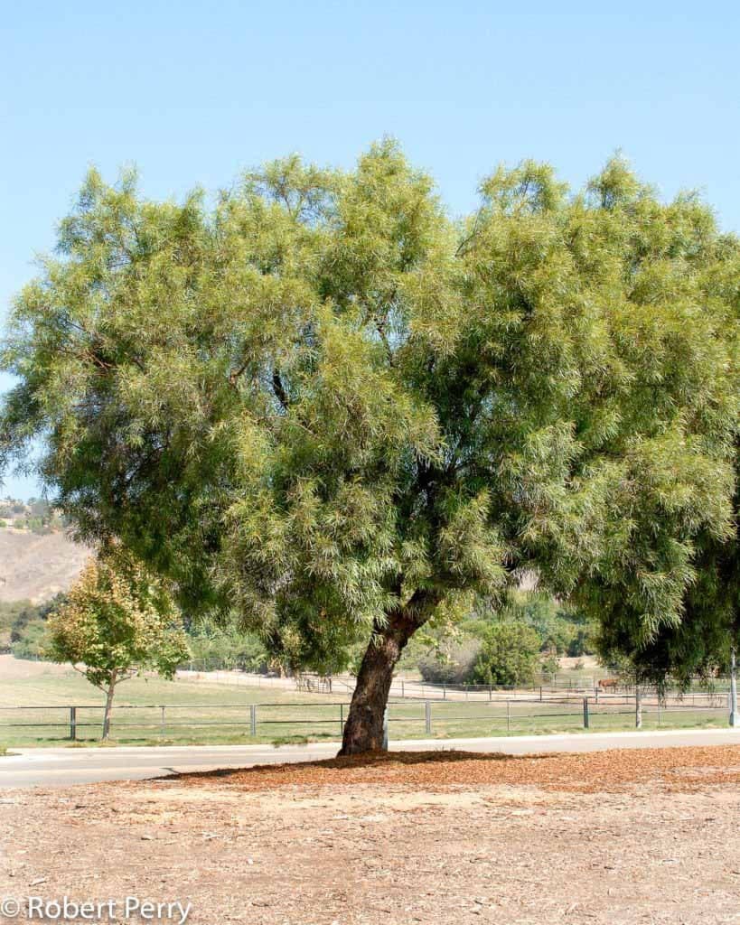 a tree with persony leaves
