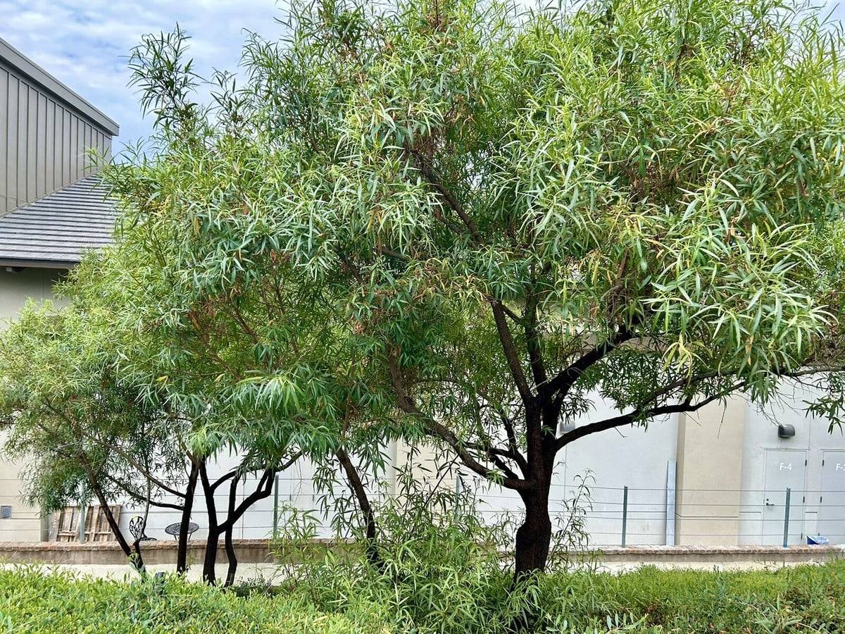 a group of trees in a park