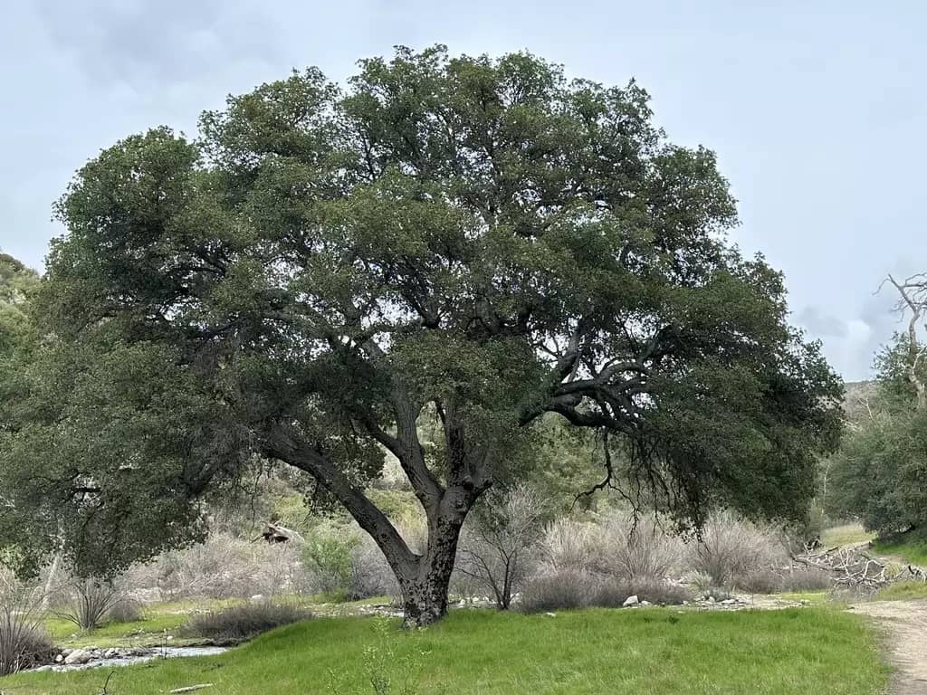 a tree in a field