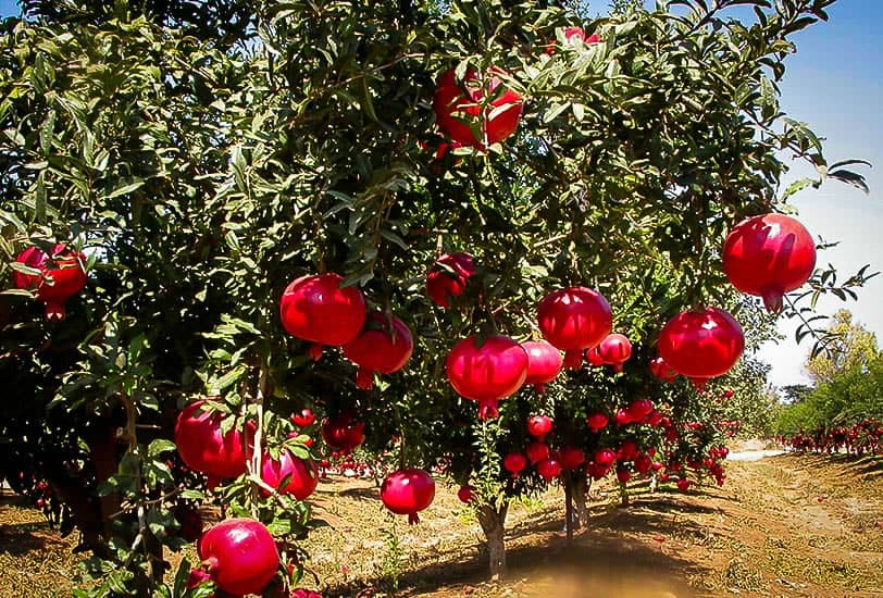 a group of pomegranates on trees
