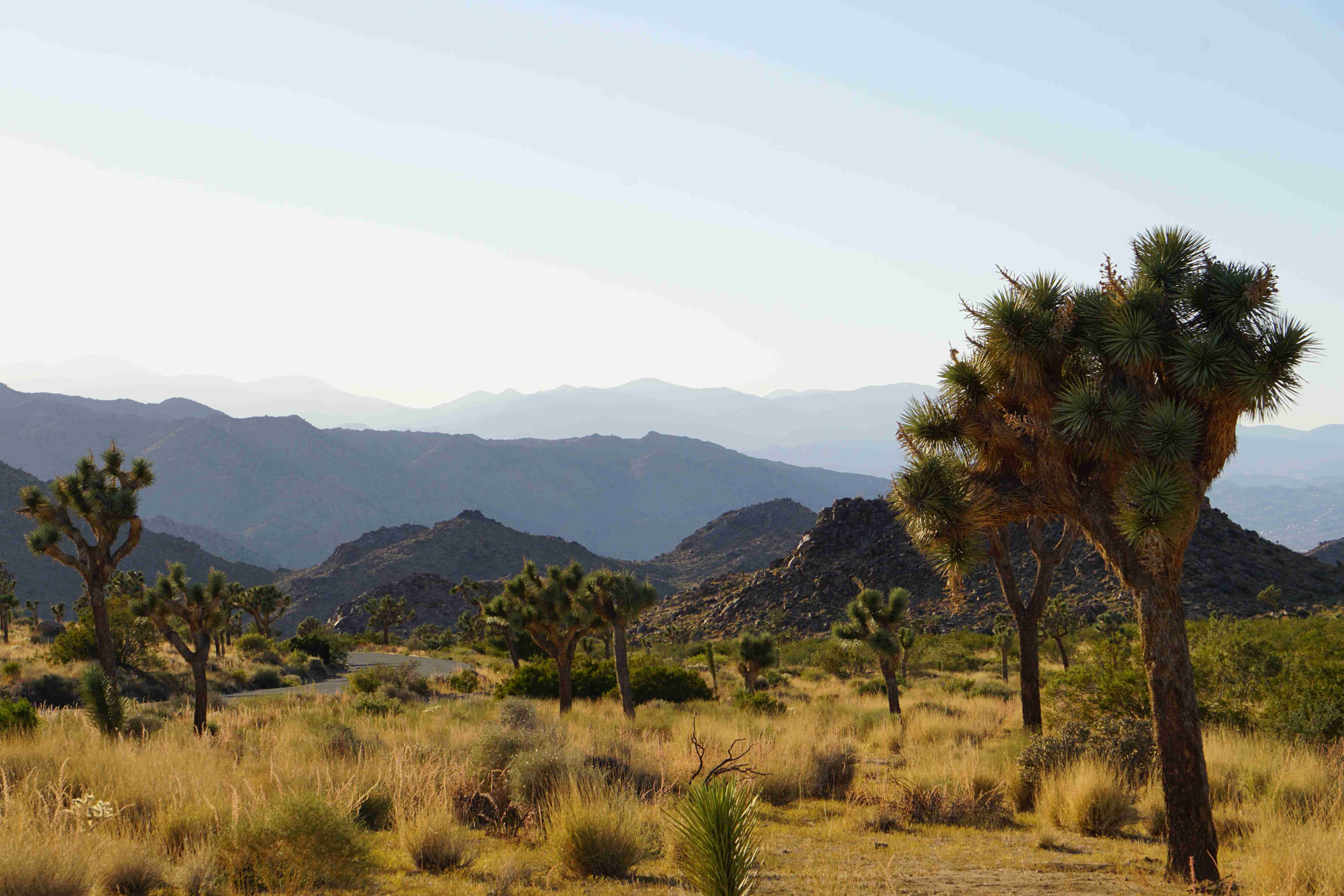 a landscape of a desert with mountains and trees