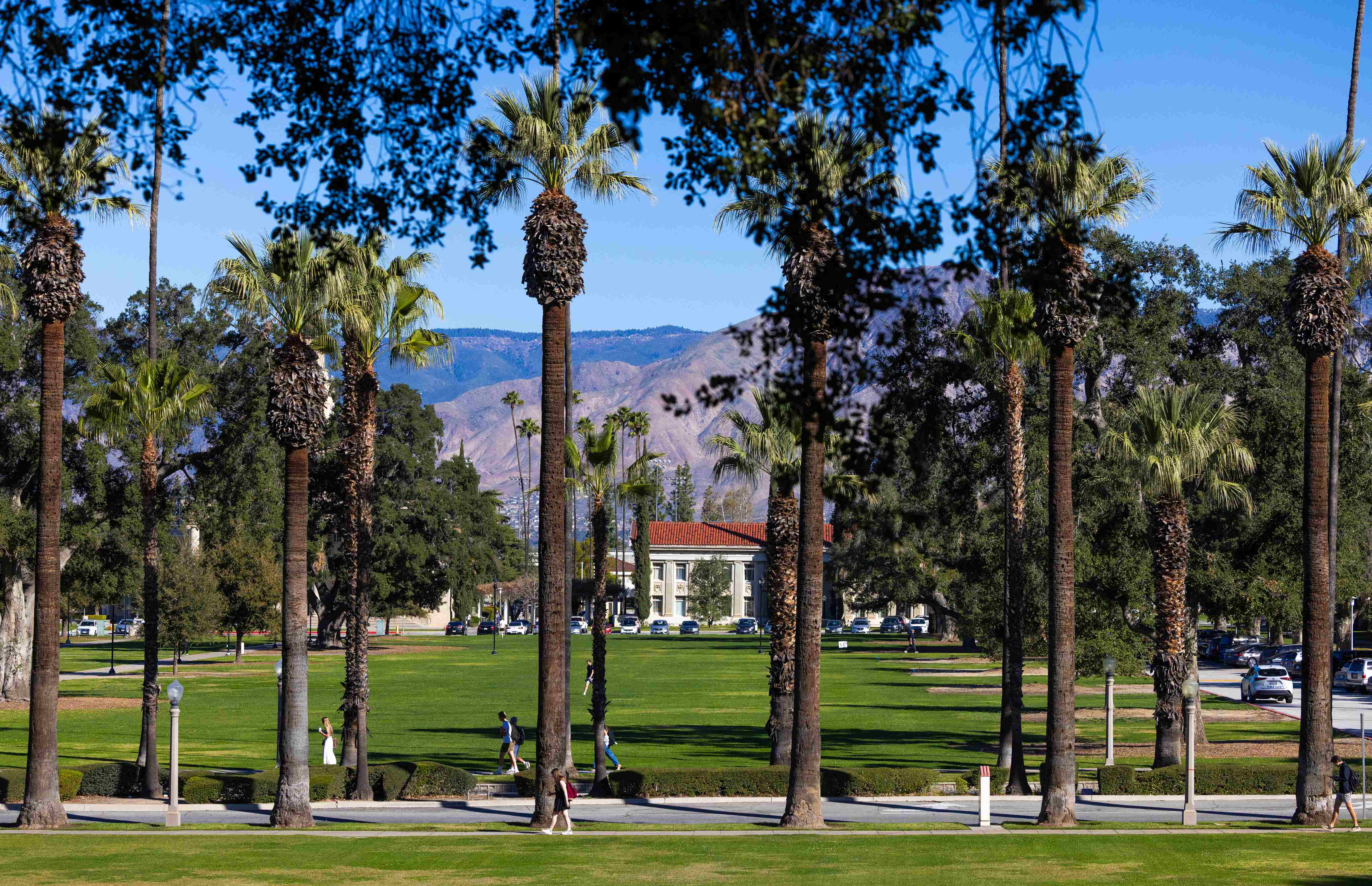 a group of palm trees in a park