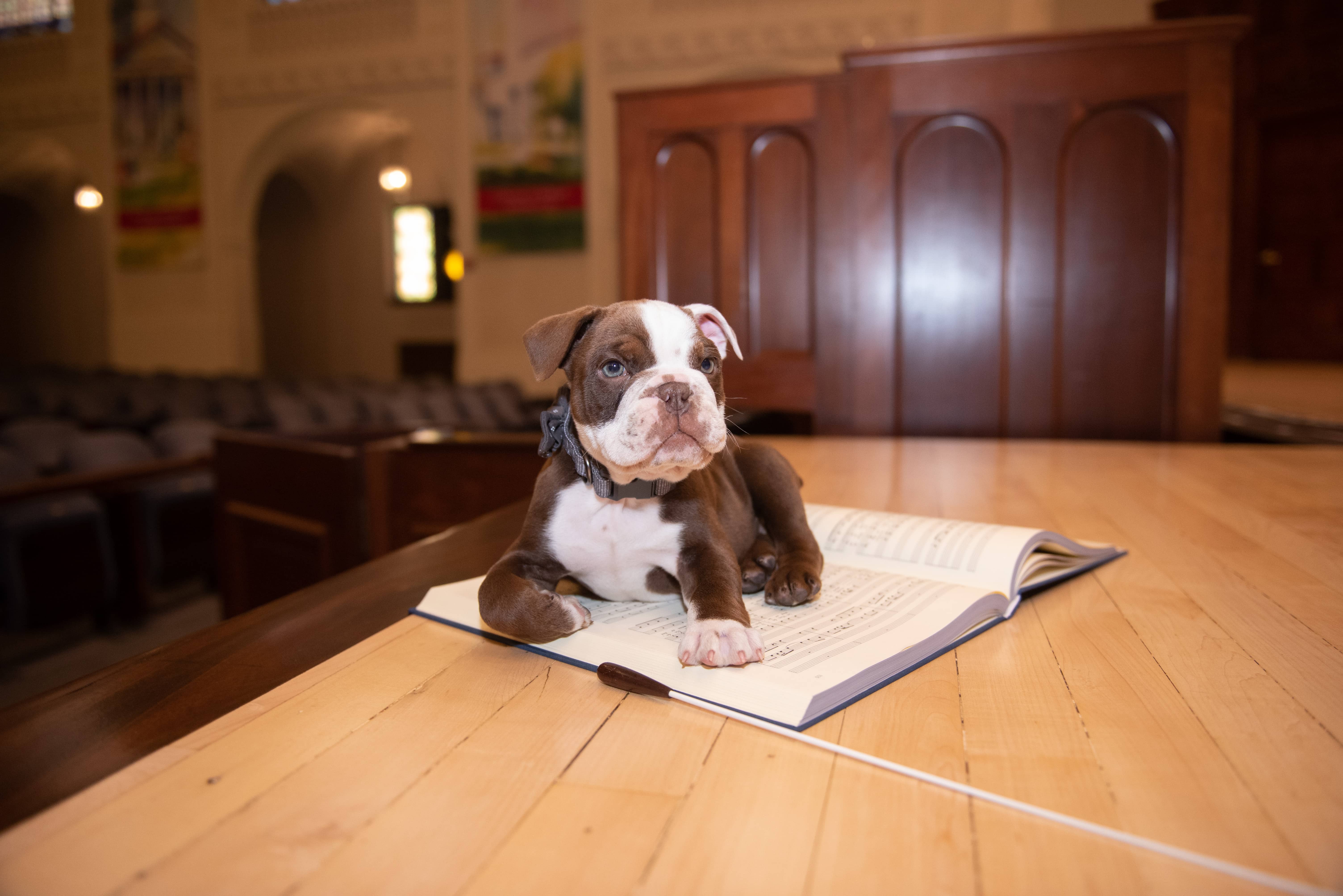 a dog lying on a book