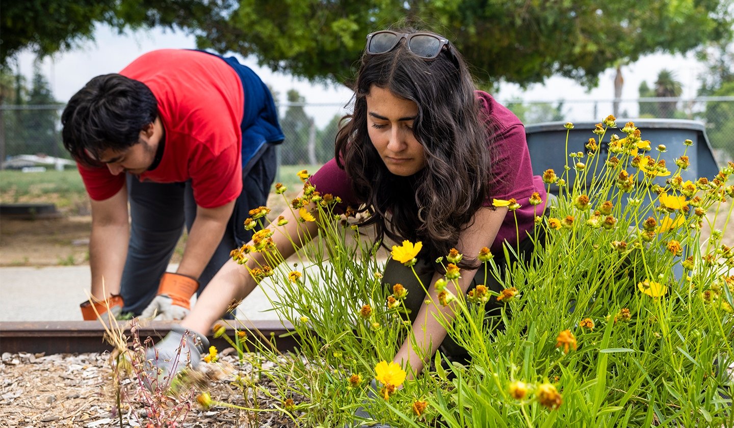 Students gardening outside at the Sustainable University of Redlands Farm