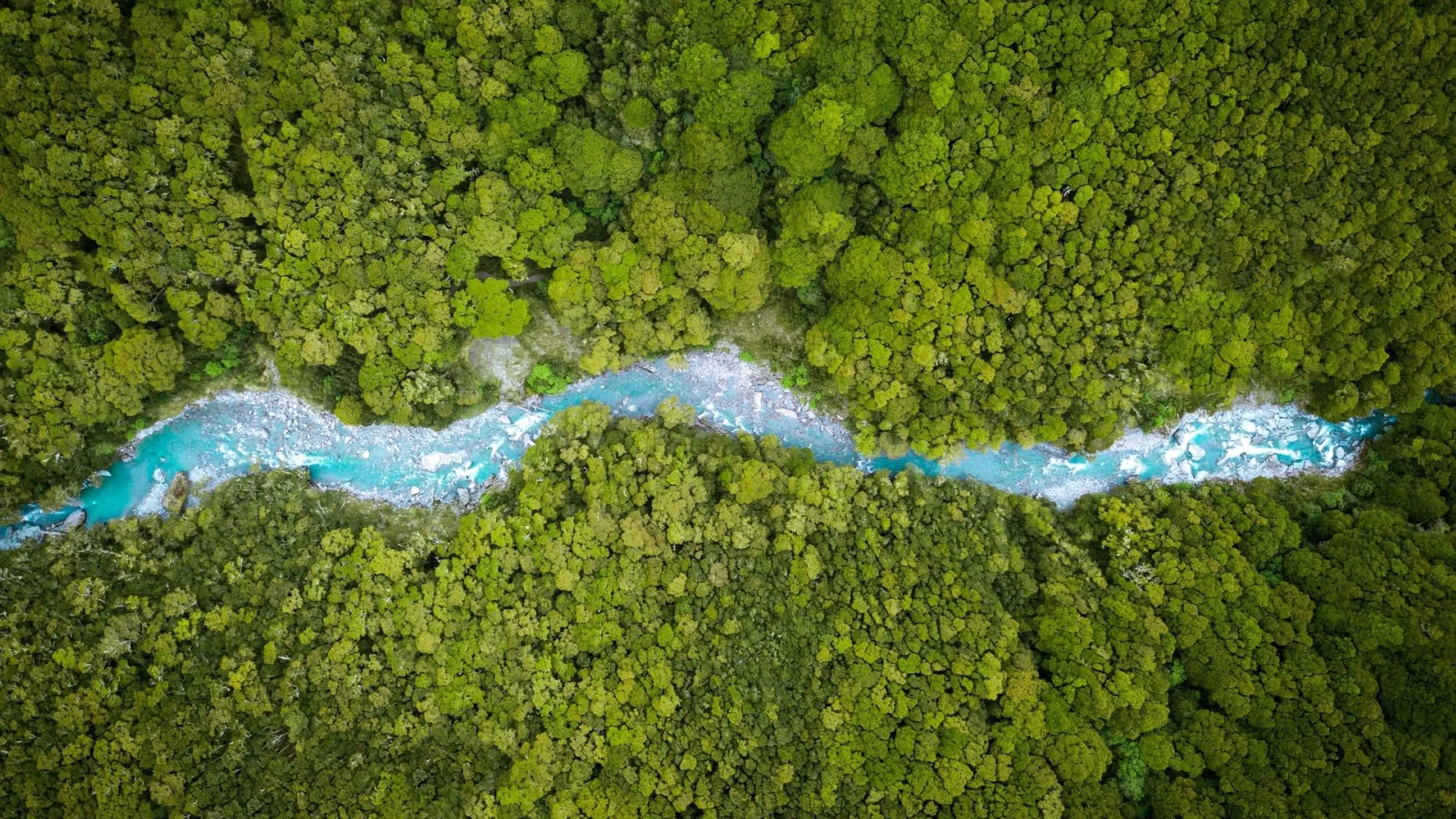a river running through a forest