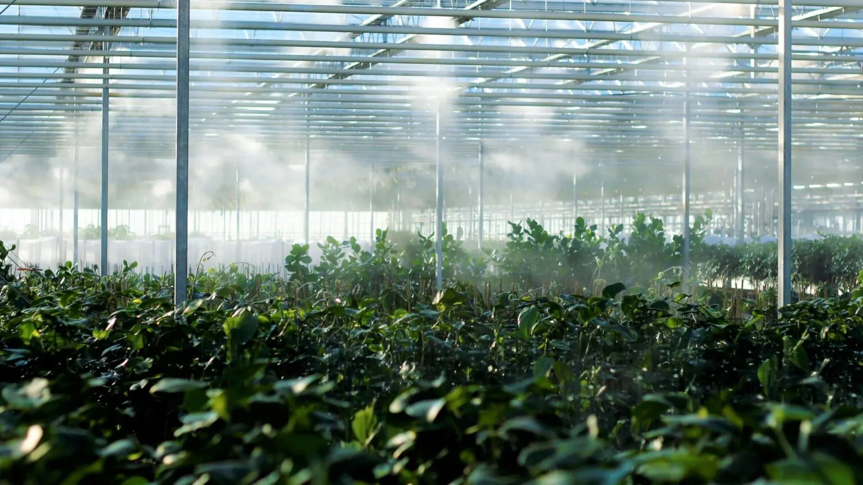 a greenhouse with plants in it