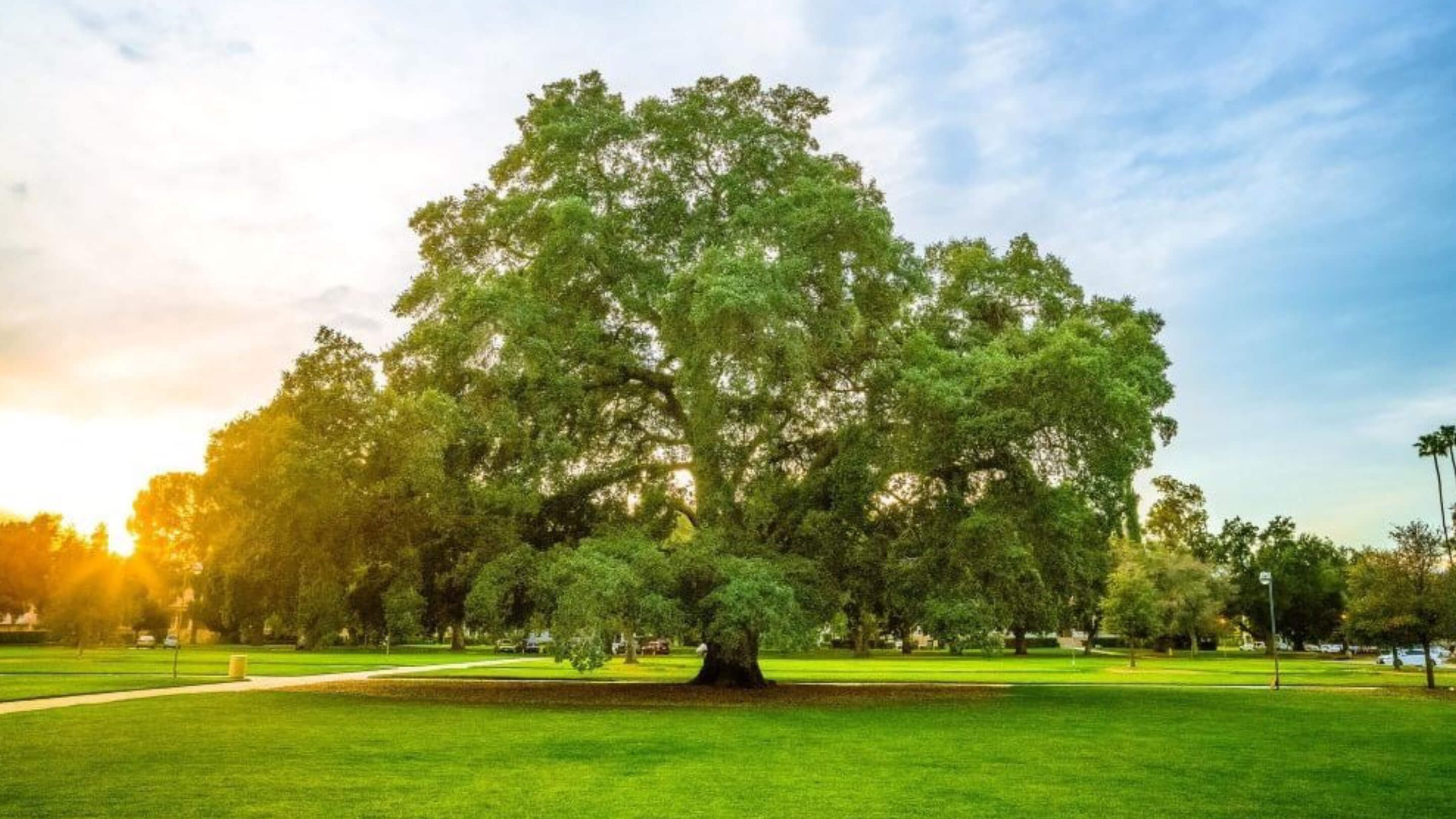 a large tree in a park