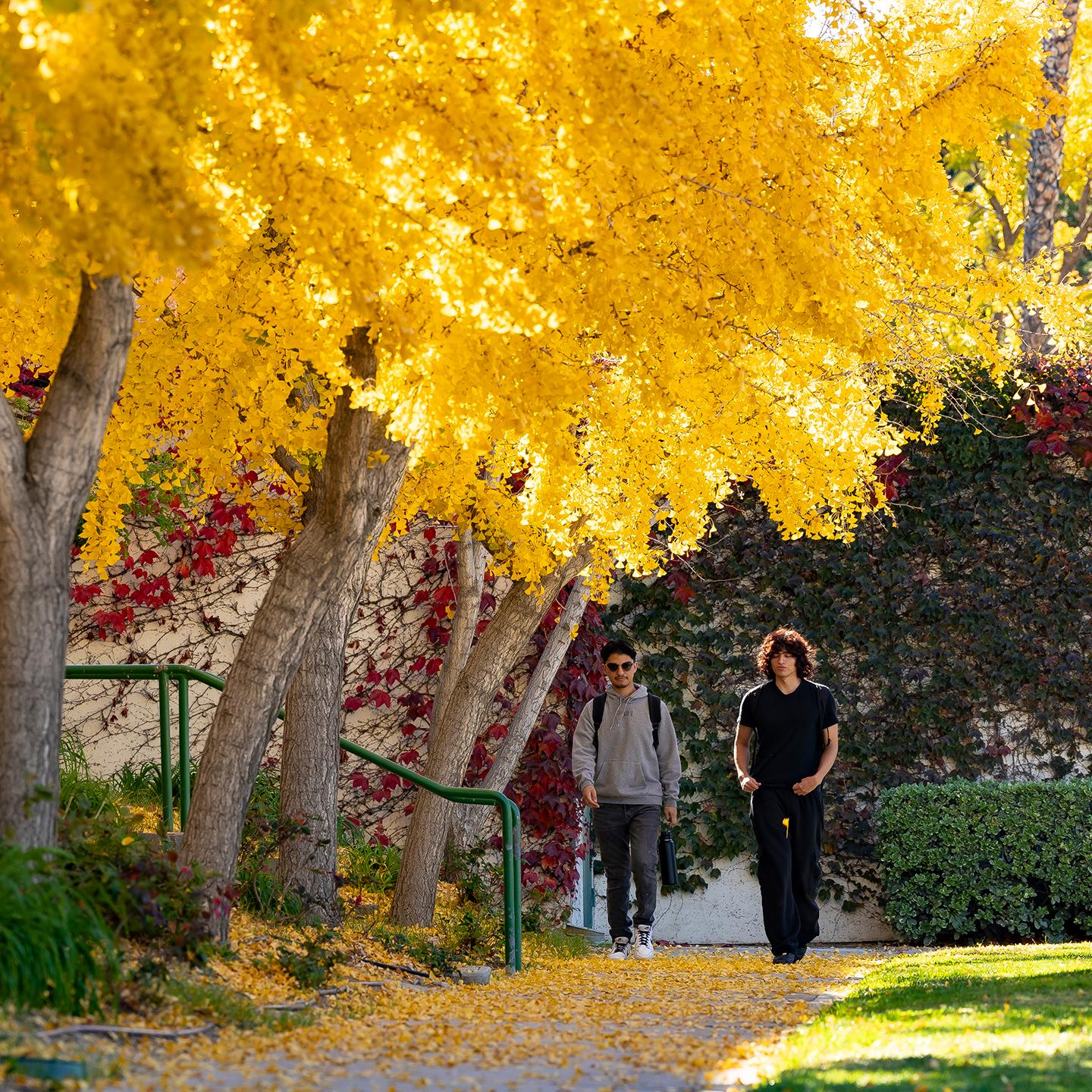 Media card - students walking on campus
