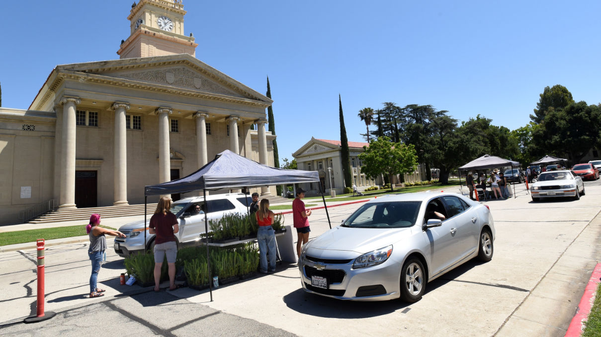 Tree_Giveaway_3_1209x680