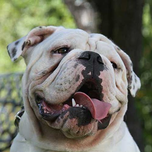 Headshot of U of R's live bulldog mascot Thurber