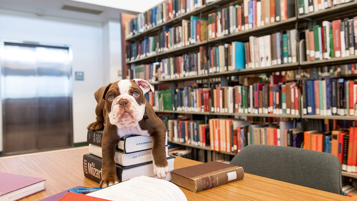 George the bulldog puppy sitting on books (1)