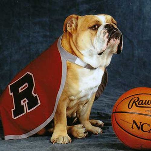 Live bulldog mascot Newton wears a red cape with the athletic R and sits next to a basketball