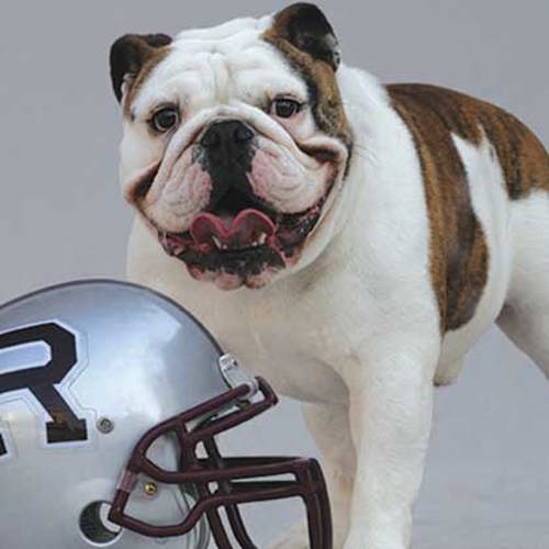 Live bulldog mascot Duke stands behind a football helmet