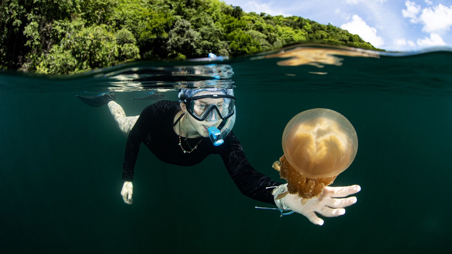 Media masthead - Global opportunity jellyfish