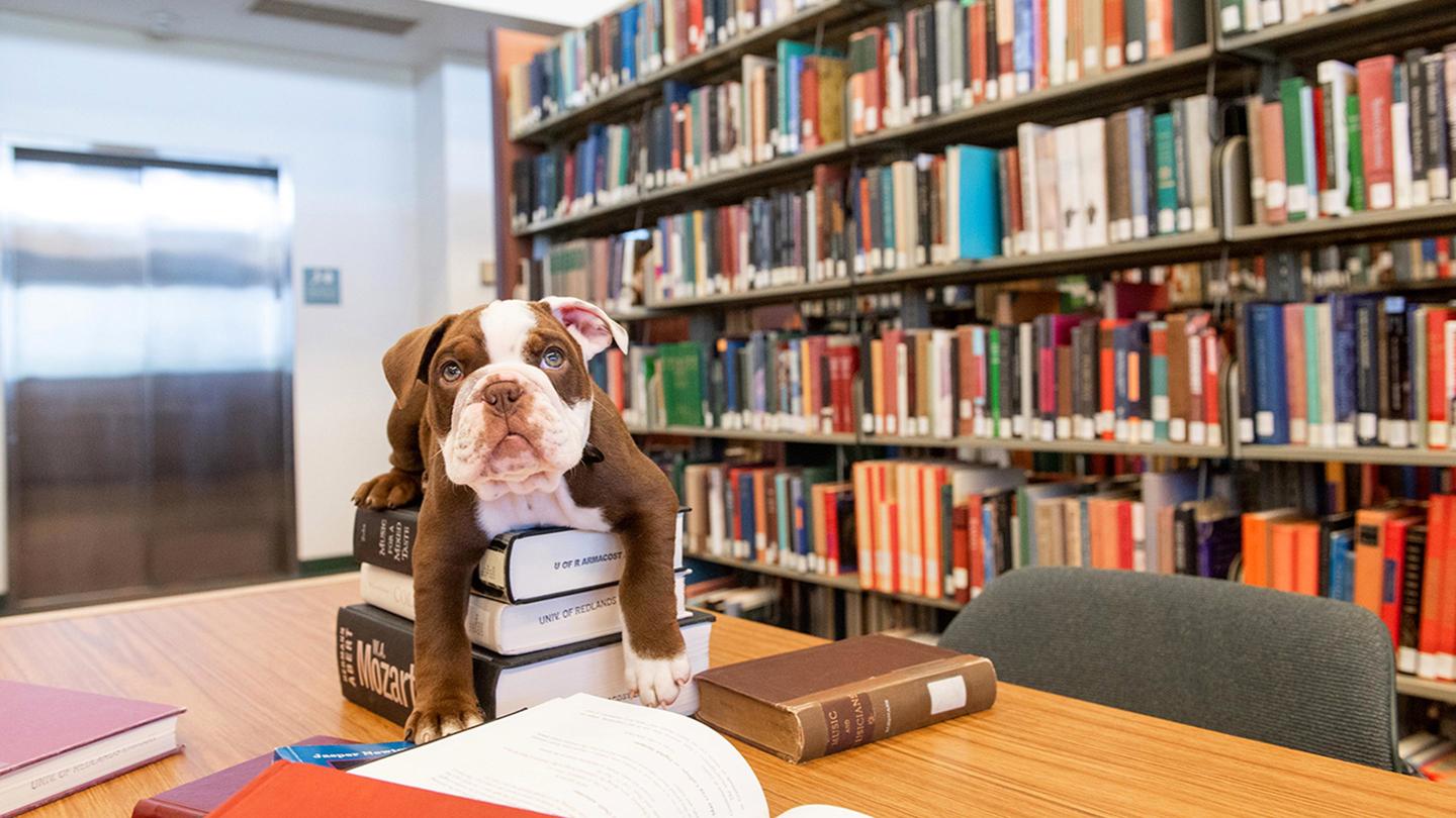 Media masthead - George bulldog on library books