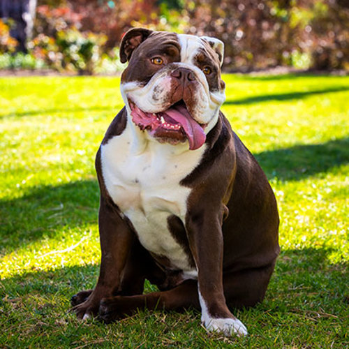 Bulldog mascot George sits upright in the grass